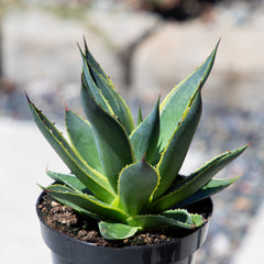 Rare Variegated Agave Sunglow