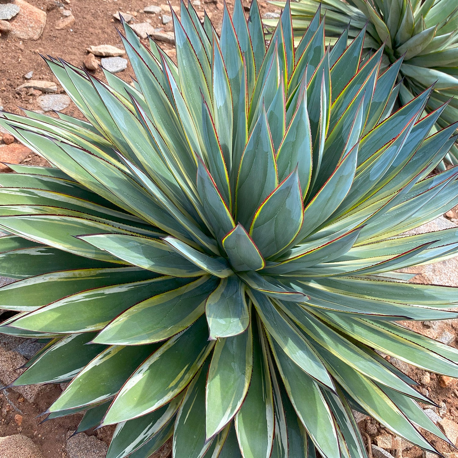 Rare Variegated Agave Sunglow – Altman Specialty Plants