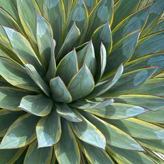 Rare Variegated Agave Sunglow