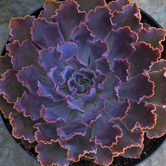 Echeveria ‘Neon Breakers’ USPP21,406 - 3.5”