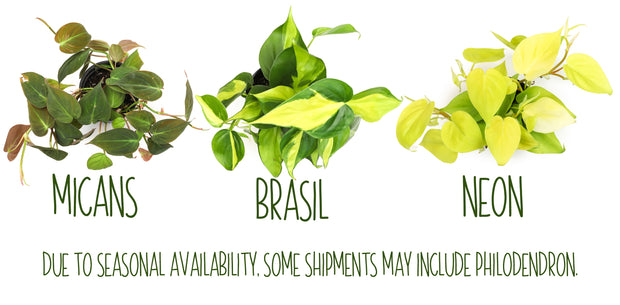 pothos variety pack 12 Pack of 4.25" Assorted Pothos – Altman Specialty Plants