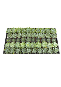 2 Inch Mint and Blue Rosette Succulents Plants Live Indoor Plants, Bulk Wedding Favors (50 Pack)