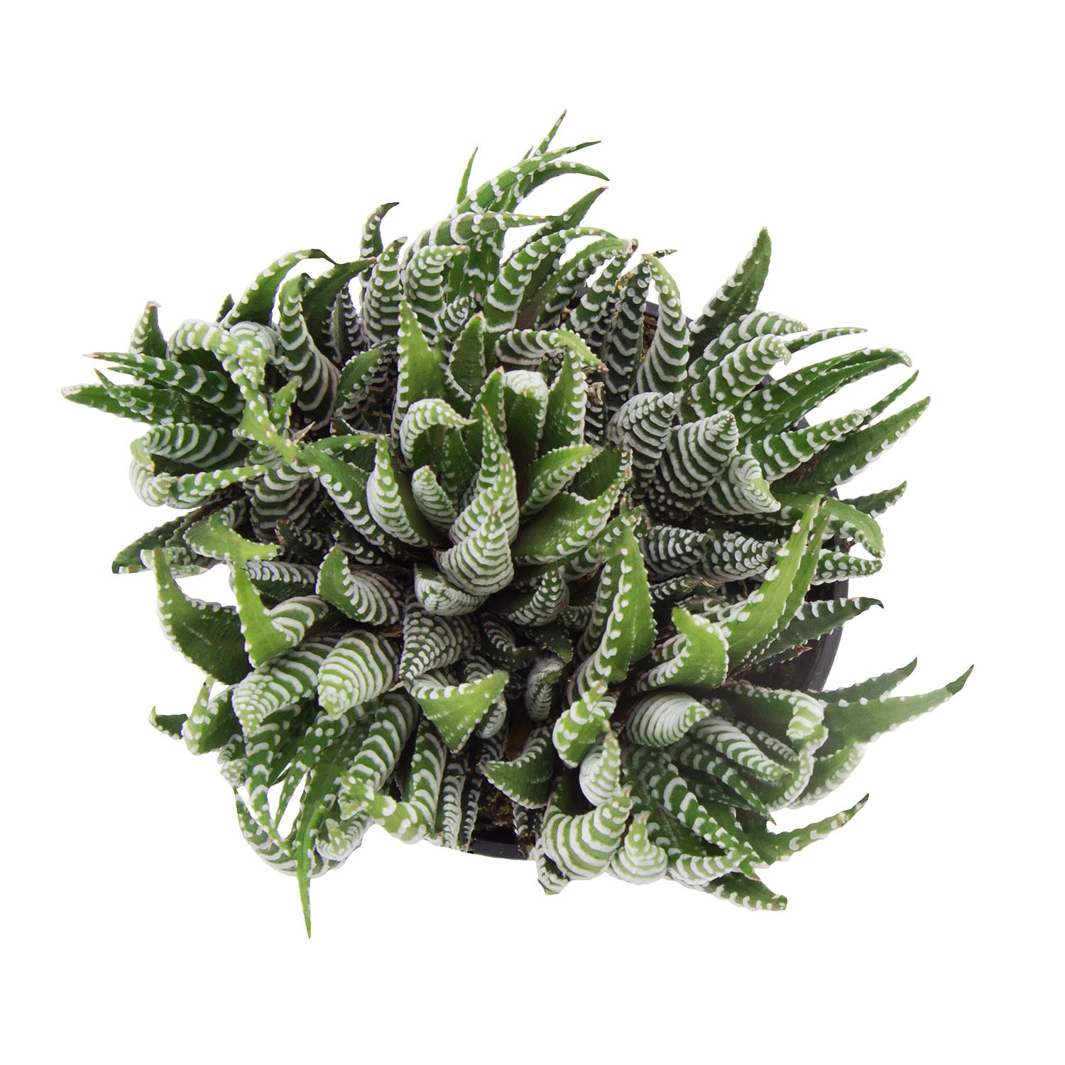 claire succulent Pachyveria 'Claire'