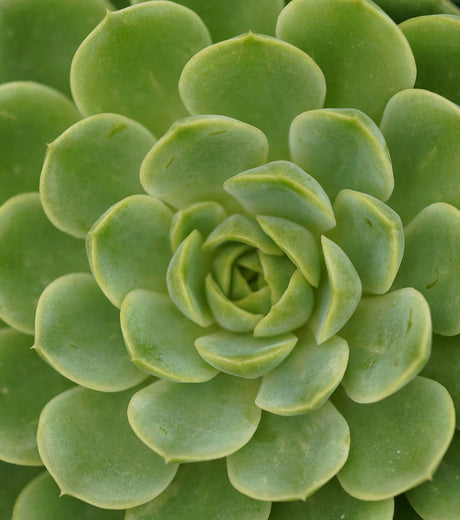 Close Up the center of a green succulent