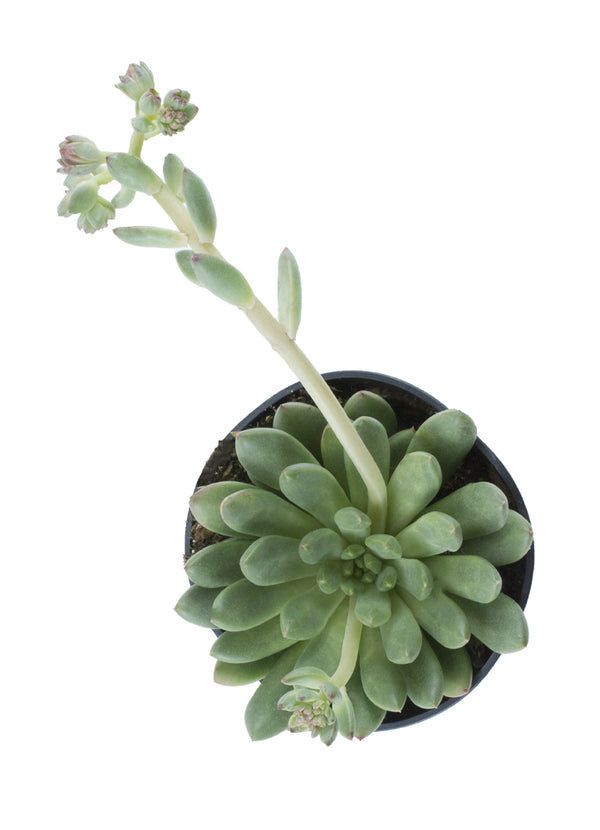 pachyveria succulent Pachyveria 'Spring Bouquet' USPP30,341
