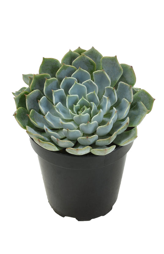 echeveria allegra succulent Echeveria 'Allegra'