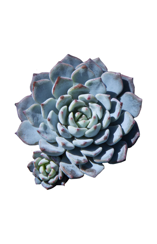 azulita succulent Echeveria 'Azulita'