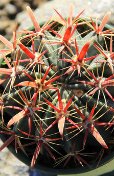 2.5 IN Cactus Ferocactus latispinus- Close Up