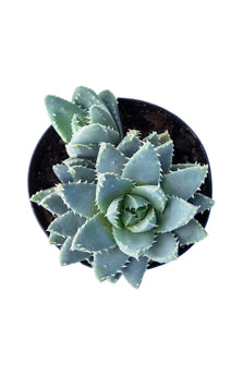 Aloe brevifolia “Short-Leaved Aloe” - 3.5"