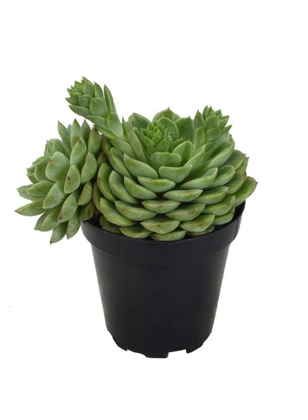 lime green succulent Echeveria 'Lime n' Chile'
