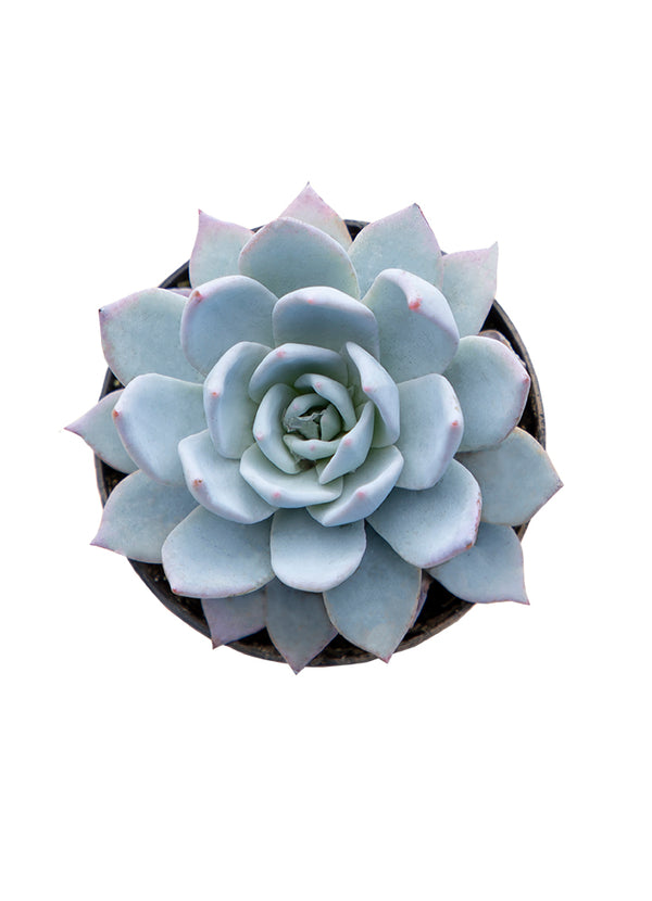 peacockii succulent Echeveria Peacockii