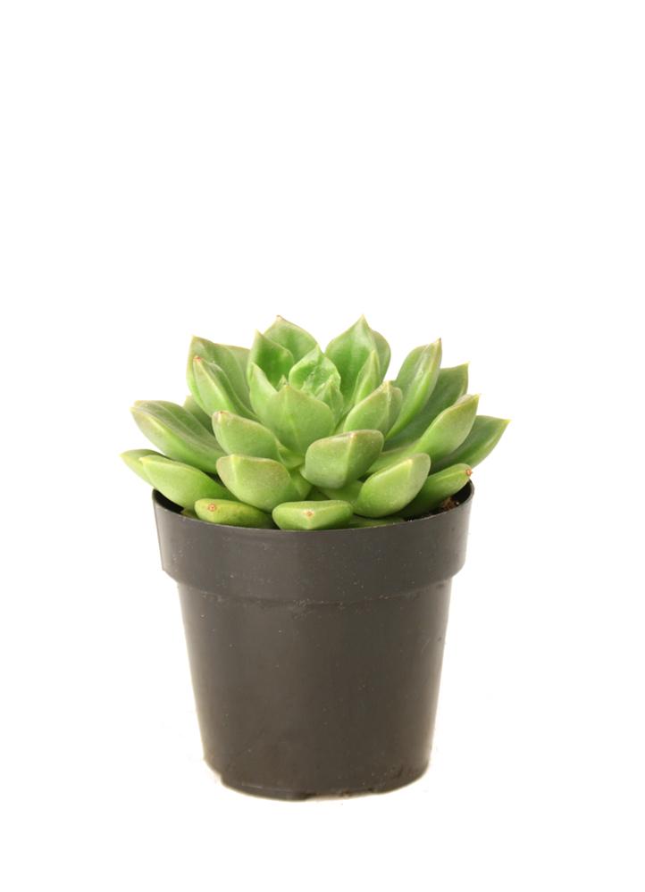 Echeveria 'Sleepy'™ - 3.5