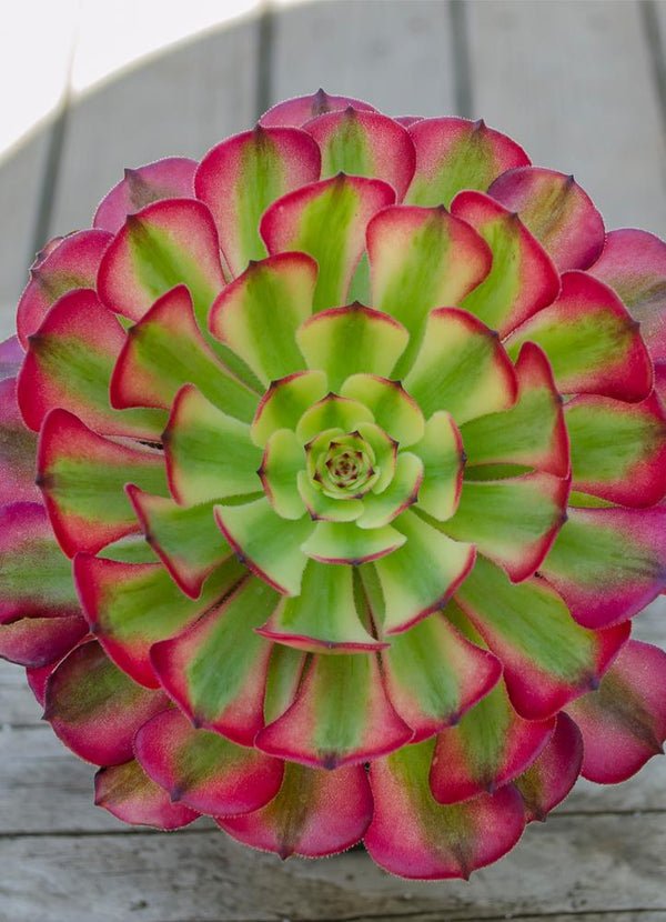 Aeonium ‘Mardi Gras’ USPP 21407 - 3.5"