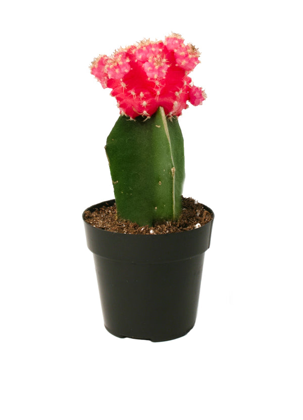 2.5" Gymnocalycium mihanovichii "Moon Cactus" Pink