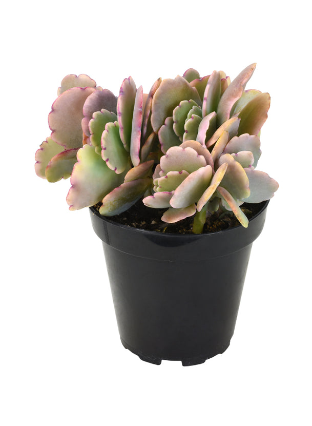aurora borealis succulent Kalanchoe fedtschenkoi 'Variegata' “Variegated Lavender Scallops”