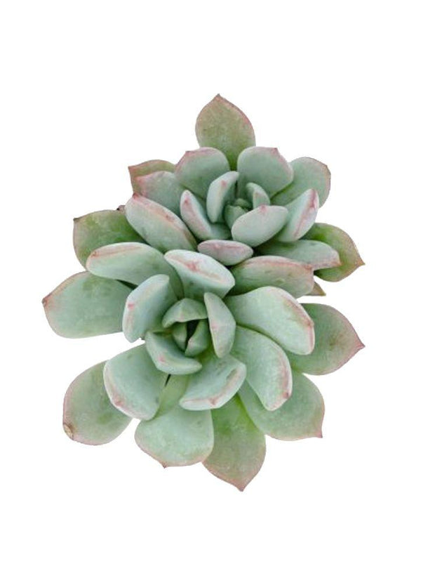moonglow succulent Graptoveria 'Moonglow'