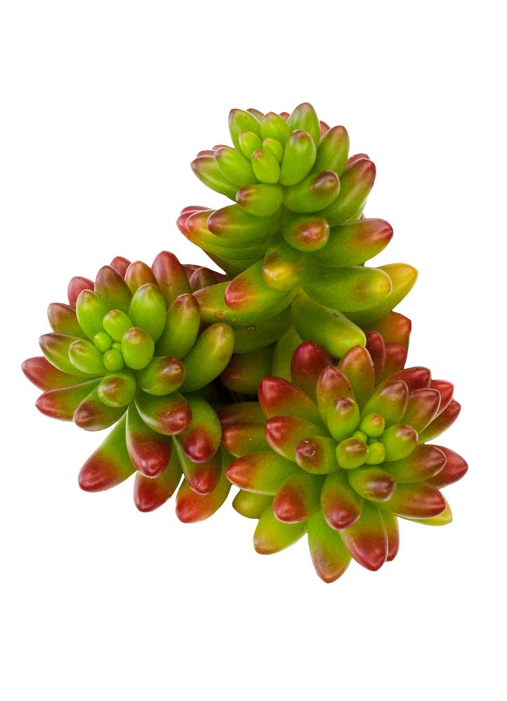 Sedum rubrotinctum “Pork and Beans”