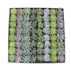Assorted Rosettes 64 Pack - 2 Inch