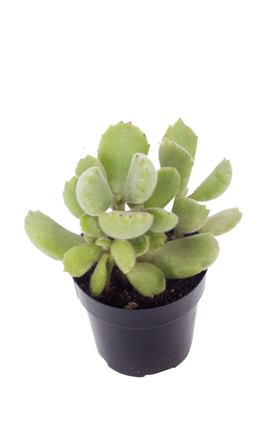 white bear paw succulent Cotyledon ladismithiensis “Bear's Paw”