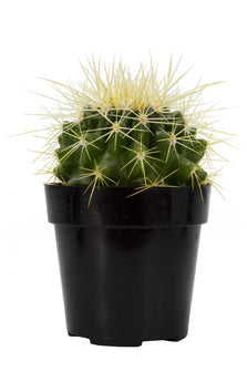 Echinocactus grusonii “Golden Barrel Cactus” - 2.5"