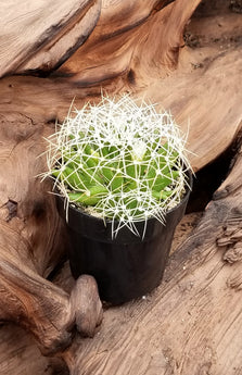 Mammillaria camptotricha "Bird's Nest" - 3.5