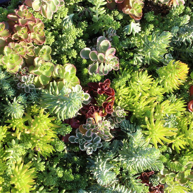 succulent mat Gardens Made Easy™ 10in. x 20in. Multi-Color Sedum Mat – Altman Specialty Plants