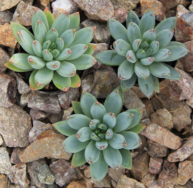 pachyveria glauca little jewel succulent Pachyveria 'Glauca' “Little Jewel”