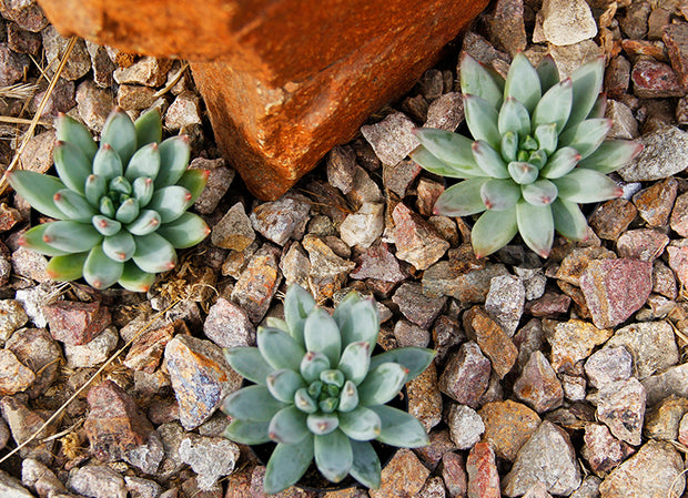 jewel plant succulent Pachyveria 'Glauca' “Little Jewel”