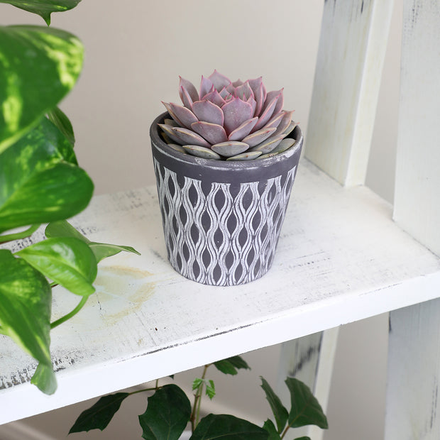 angel kissed succulent Echeveria 'Angel Kissed' PP33,617