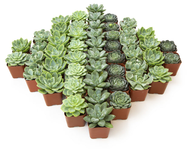 50 succulent plants 2 Inch Mint and Blue Rosette Succulents Plants Live Indoor Plants, Bul – Altman Specialty Plants