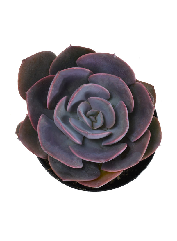 succulent dusty rose Echeveria 'Dusty Rose'