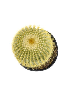 Notocactus leninghausii "Golden Ball Cactus" - 3.5"