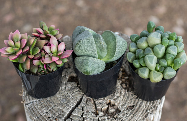 purple split rock succulent Pleiospilos nelii “Split Rock”