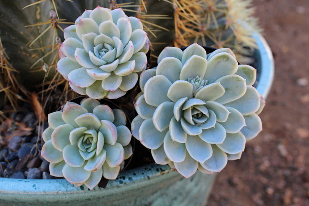 arctic ice succulent Echeveria ‘Arctic Ice’ USPP29,584