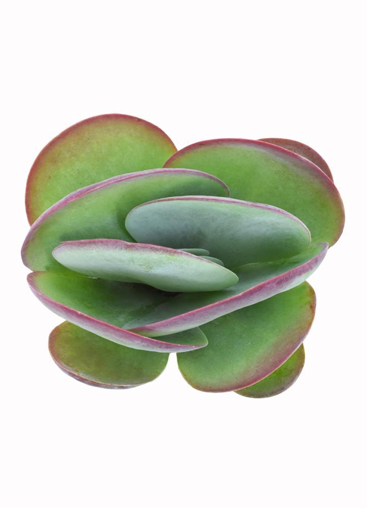 echeveria dondo succulent Echeveria 'Dondo'