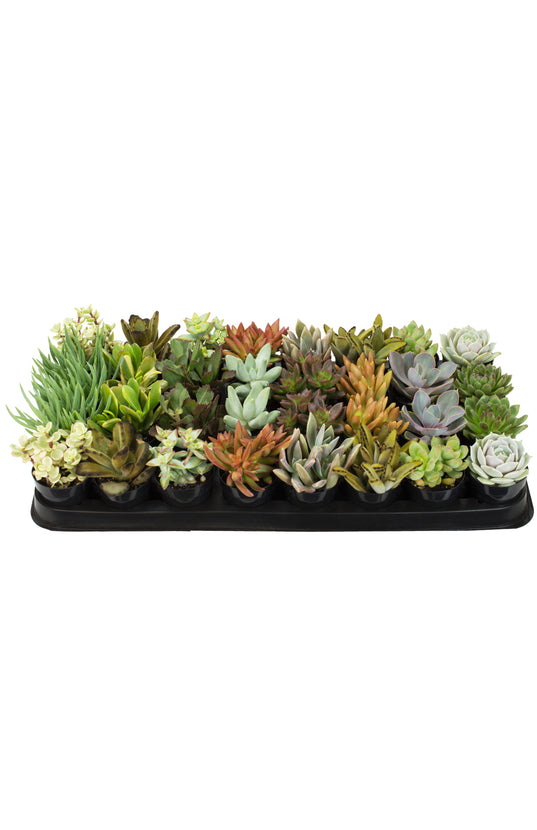 succulent planter tray Assorted Succulents Tray