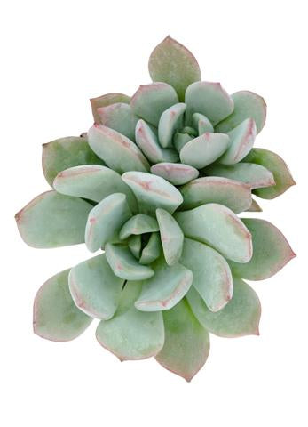 graptoveria moonglow succulent Graptoveria 'Moonglow'