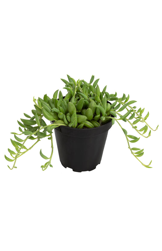 music for succulents Garden Music™ Senecio radicans "String of Bananas"