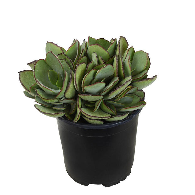 truffle succulent Cotyledon ‘Mint Truffles’ USPP28,110