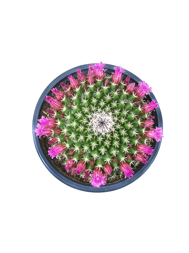 Mammillaria mystax