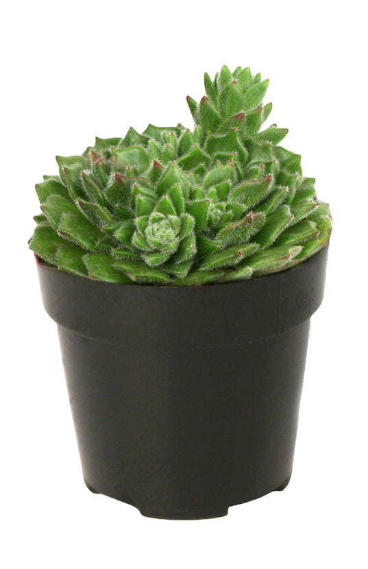 woolly rose succulent Echeveria setosa 'Woolly Rose'