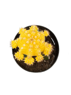 Gymnocalycium mihanovichii "Moon Cactus" Yellow - 2.5"