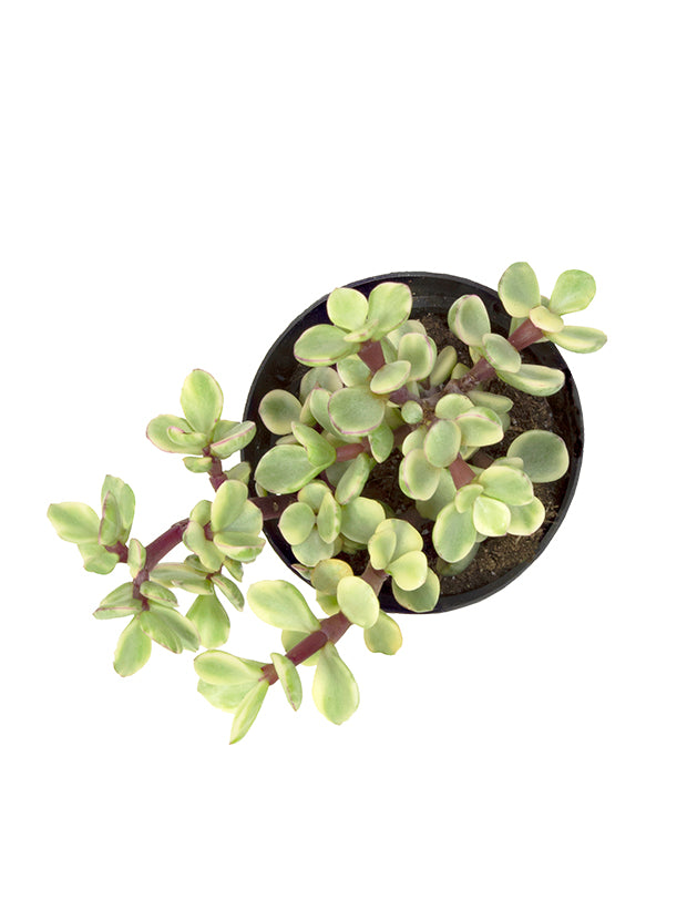 white elephant succulent Portulacaria afra 'Variegata' “Rainbow Elephant Bush”