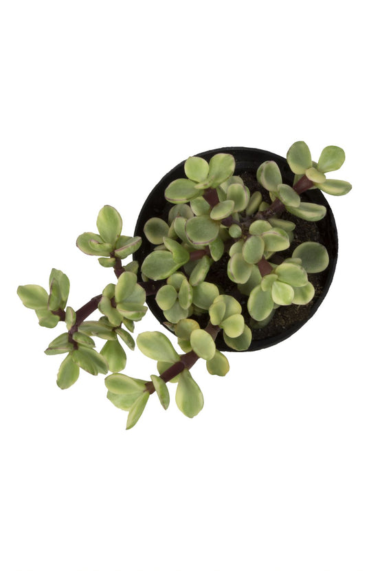 spekboom succulent Portulacaria afra “Elephant Bush / Spekboom”