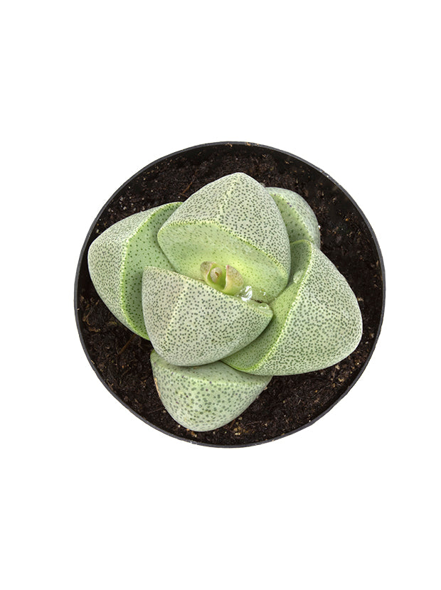 rock succulent flower Pleiospilos nelii “Split Rock”