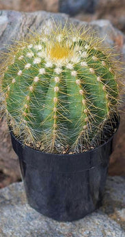 Notocactus magnificus "Balloon Cactus" - 3.5"