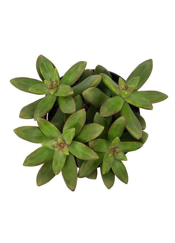 lime gold succulent Sedum adolphi ‘Lime Gold’