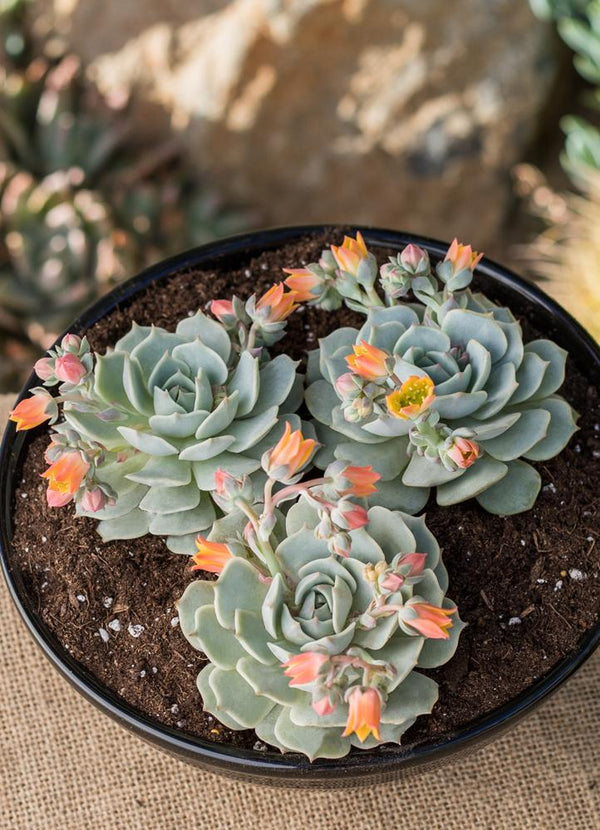 painted lady succulent flower Echeveria derenbergii “Painted Lady”