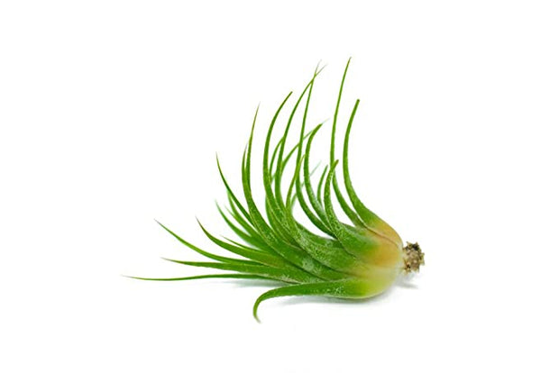 mini air plants bulk 100 Pack Bulk Assorted Tillandsia Air Plants – Altman Specialty Plants