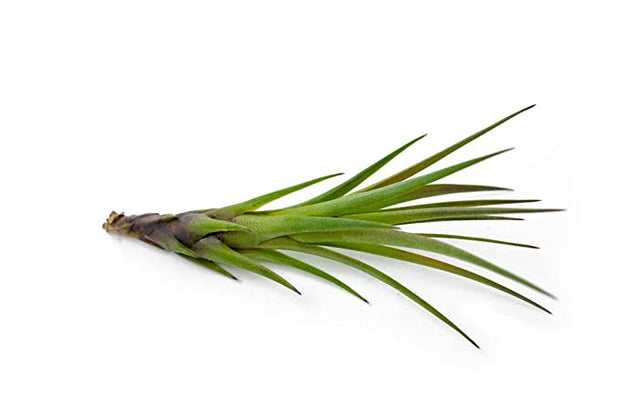 mini air plants bulk 100 Pack Bulk Assorted Tillandsia Air Plants – Altman Specialty Plants